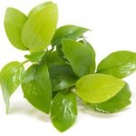 Anubias nana Golden