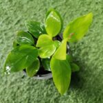 Anubias nana Golden - Image 2