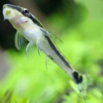 Otocinclus catfish