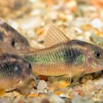 Bronze corydoras
