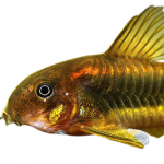 Gold laser corydoras CW010