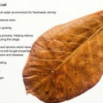 Indian Almond Leaves