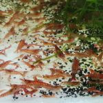 Red Cherry Shrimp (X10)