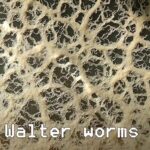 Walter Worms Starter
