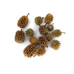 Casuarina cones Small (30)