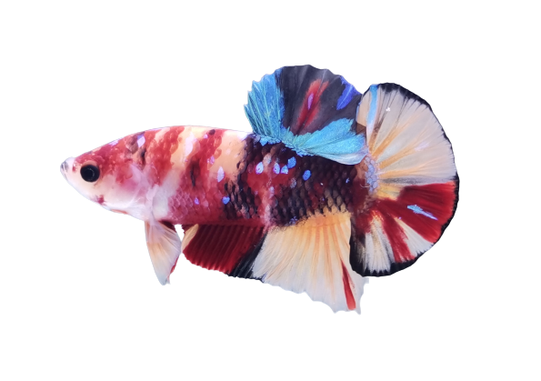 candy koi betta