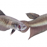 Wild Copper Smaragdina Pair