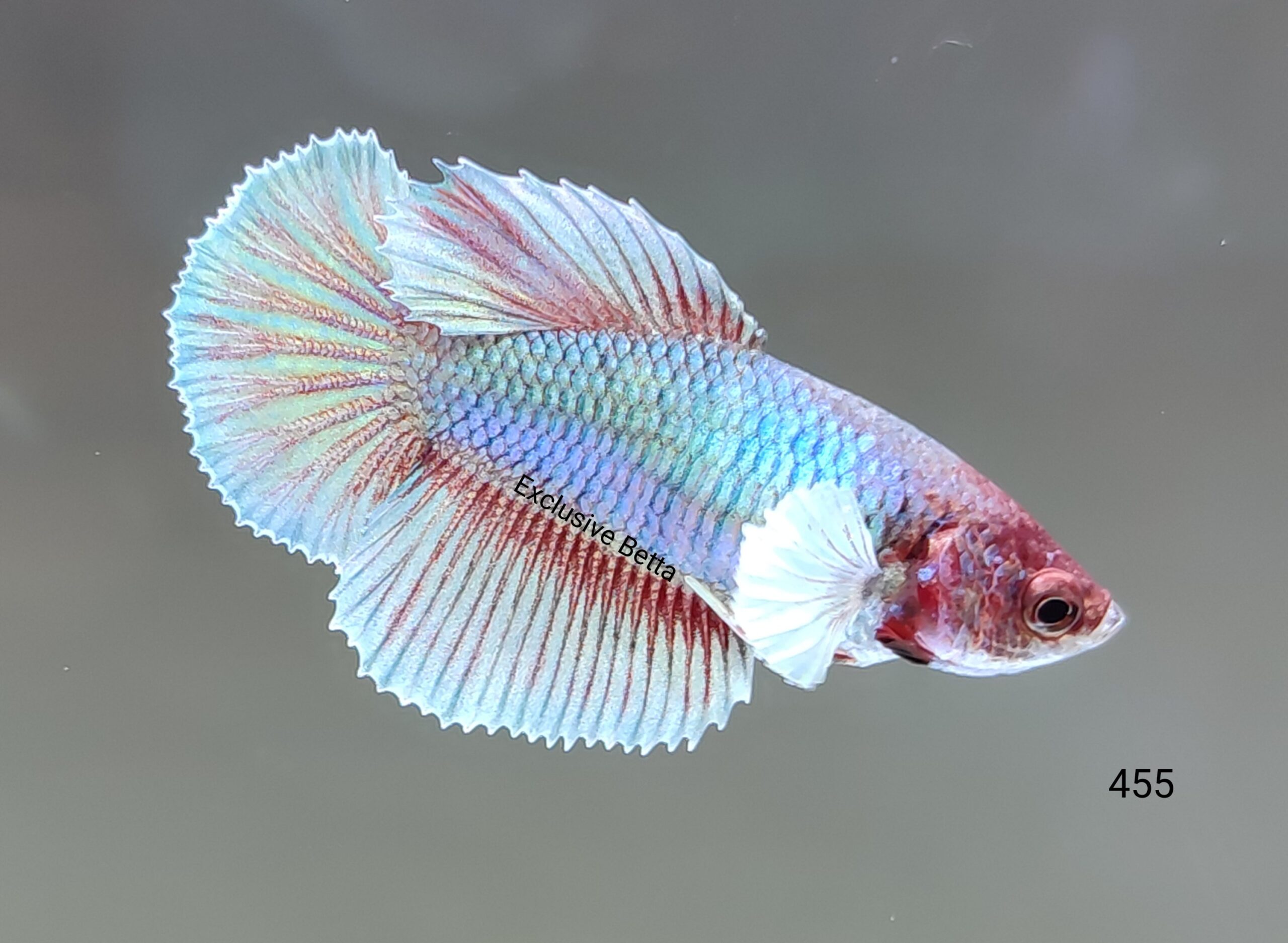 1000035328-scaled.jpg Halfmoon Dumbo (F) - Image 1