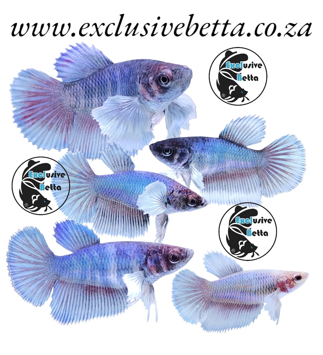 IMG-20230901-WA0265 Halfmoon Dumbo (F) - Image 1