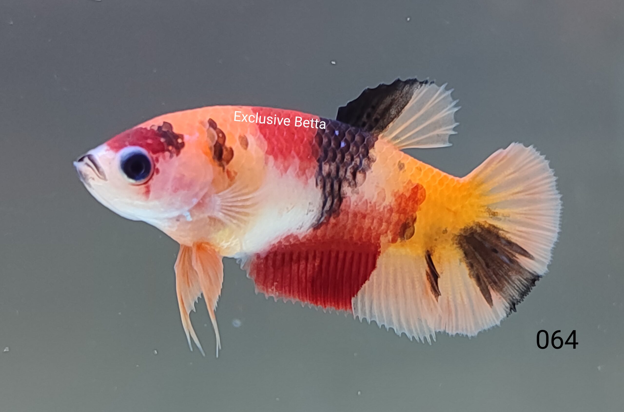 IMG_20230830_132747 Koi Nemo Plakat (F) - Image 1