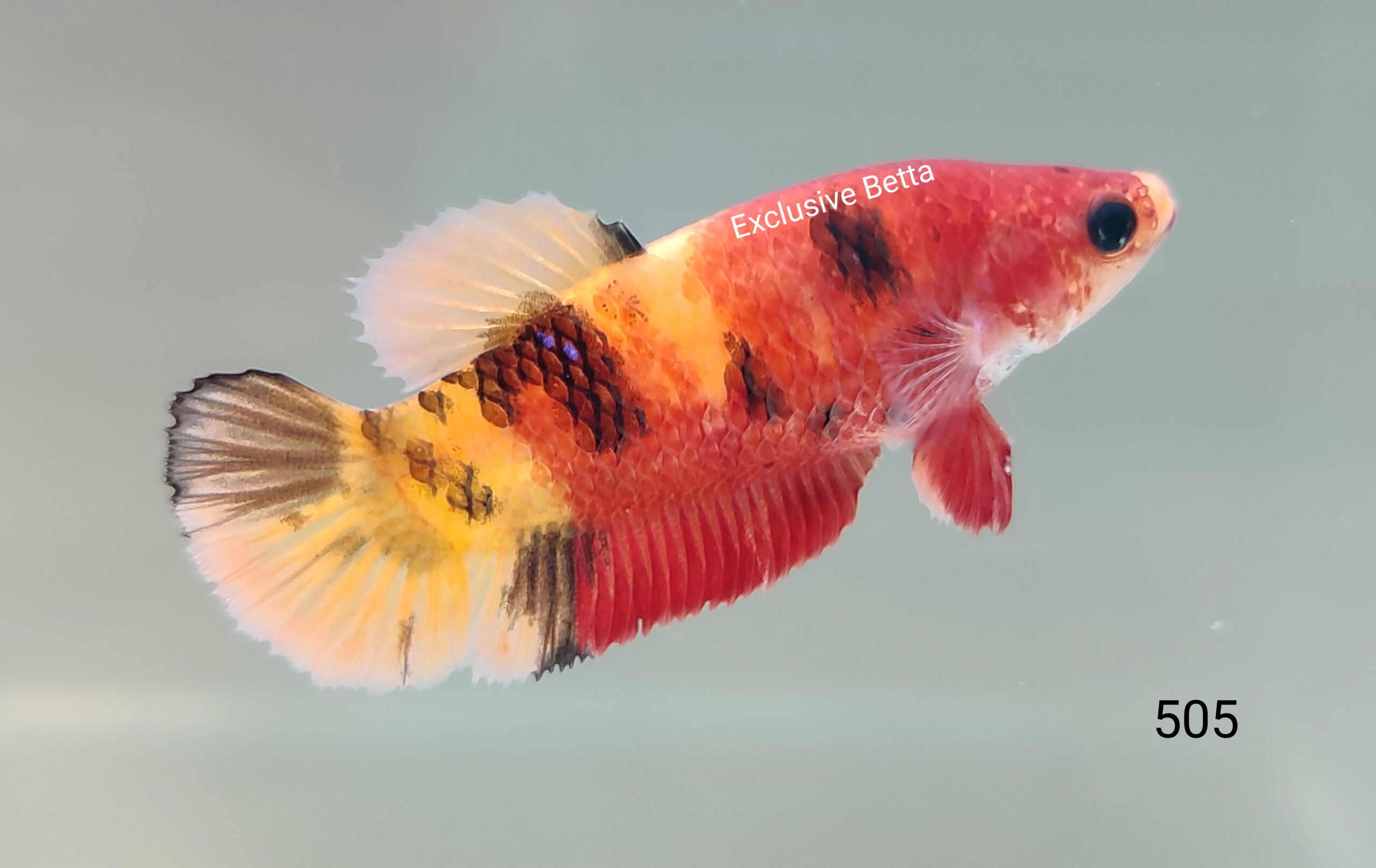 IMG_20230831_135349 Plakat Nemo (F) - Image 1