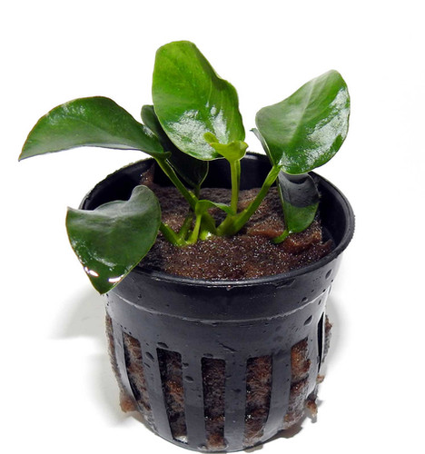 anubias nana Anubias nana - Image 1