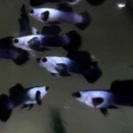 Dwarf Panda Guppy Pair