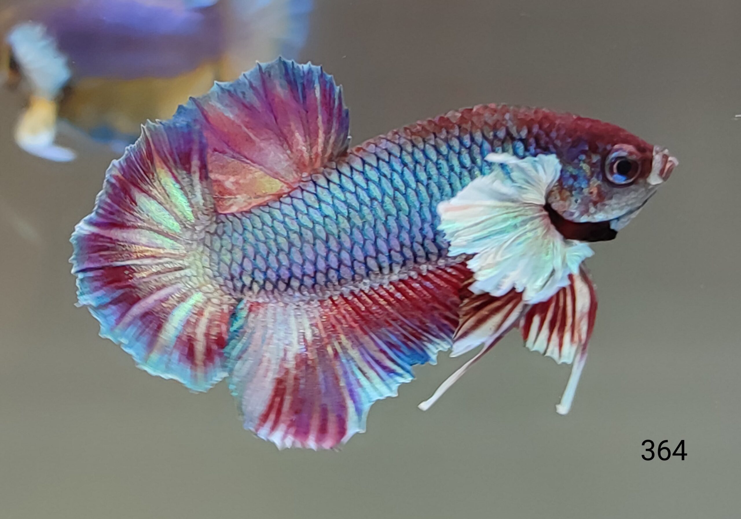 1000073306-scaled.jpg Dumbo Plakat (M) - Image 1