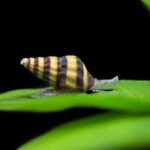 Assassin Snail