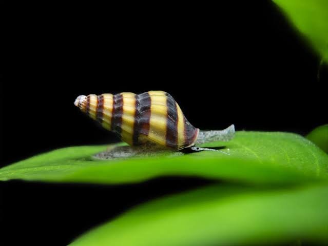 1000080434.jpg Assassin Snail - Image 1