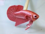 Betta Flare Stick - Image 7
