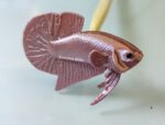 Betta Flare Stick - Image 9