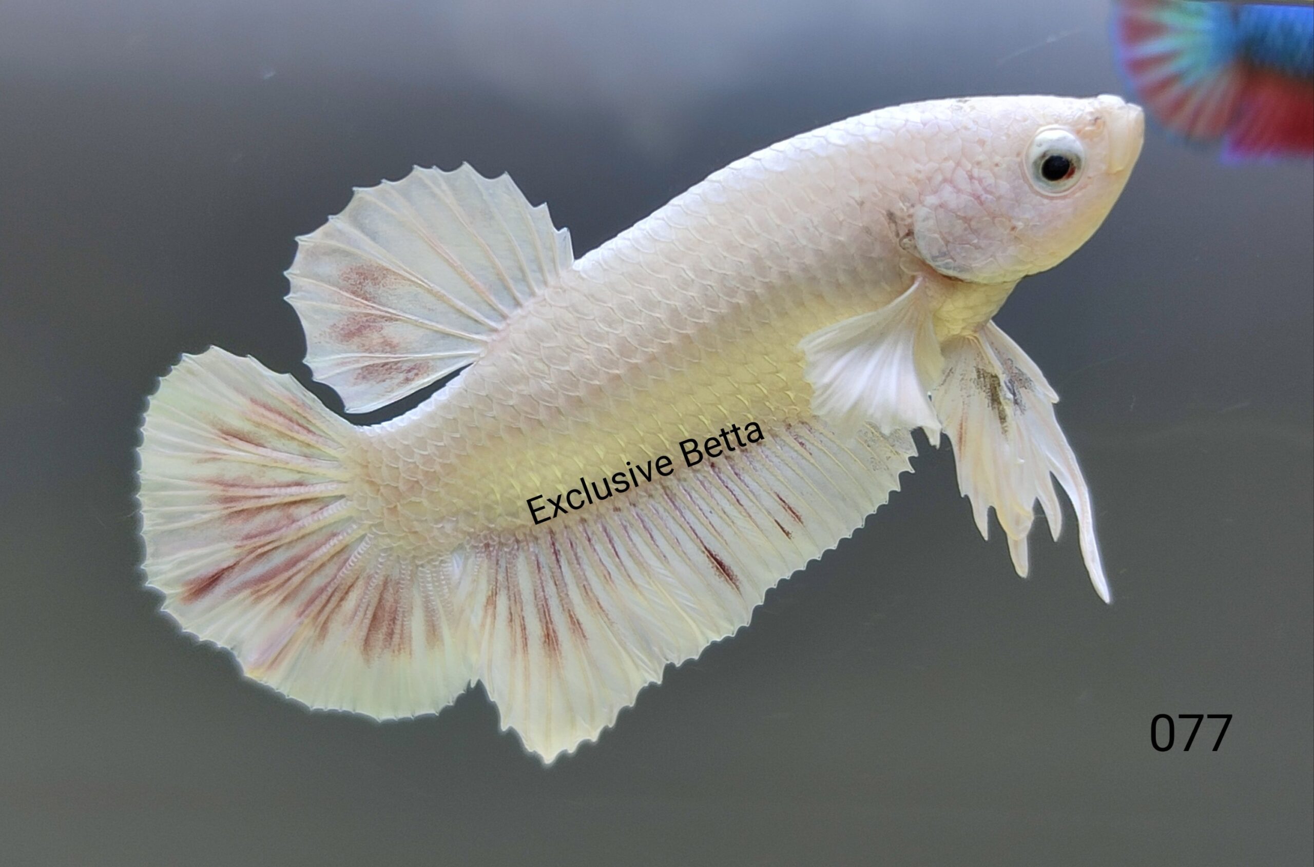 1000131442-scaled.jpg Plakat Dumbo (M) - Image 1