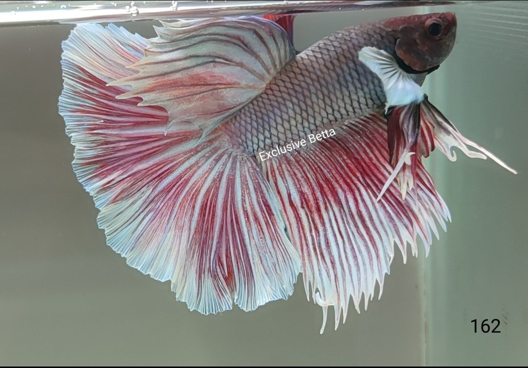 1000133550.jpg Halfmoon Dumbo (M) - Image 1