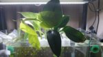 Aquarium Plant Holder - Image 4