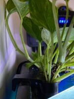 Aquarium Plant Holder - Image 2