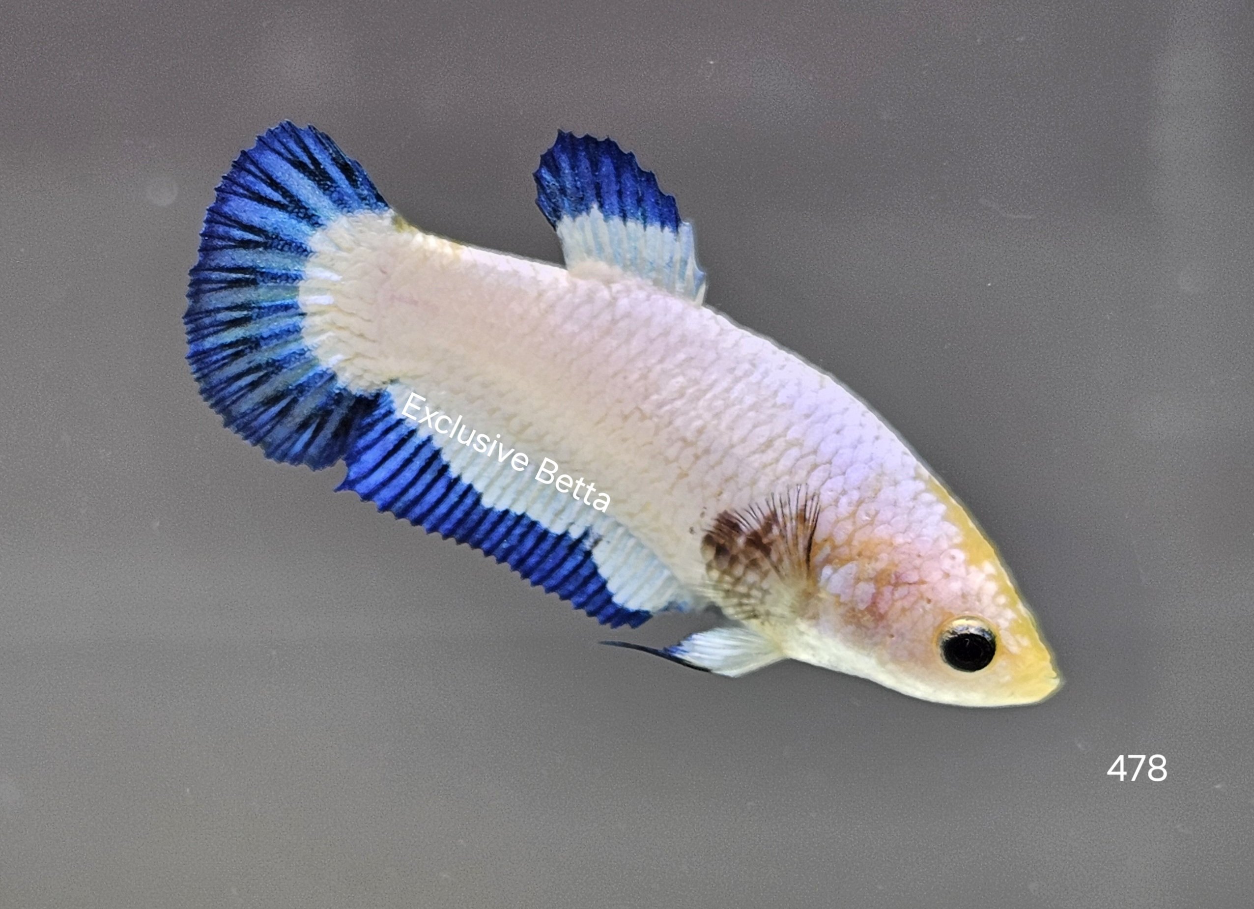 1000046219-1.jpg Plakat Blue Rim (F) - Image 1