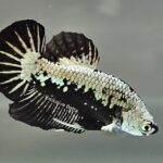 Plakat Black Samurai (M)