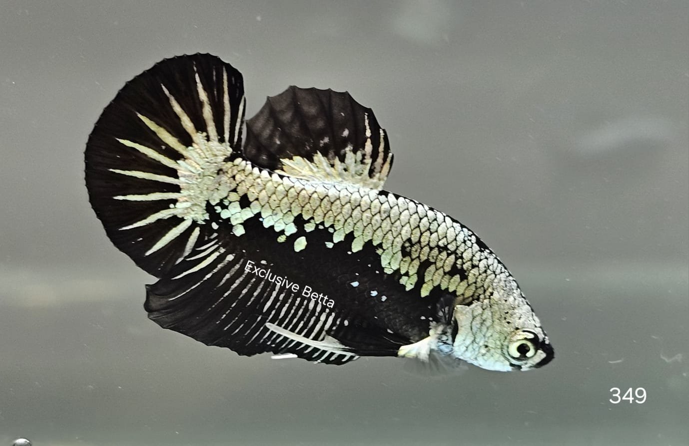 1000077402.jpg Plakat Black Samurai (M) - Image 1