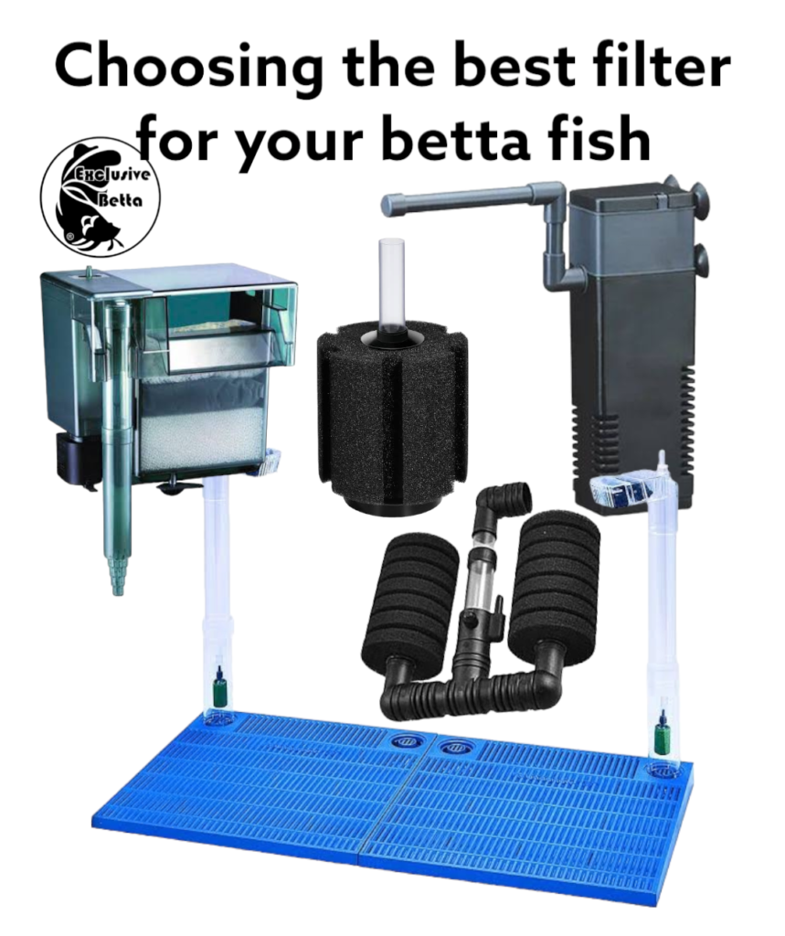 Choosing the Best Filter for Your Betta Fish Exclusive Betta