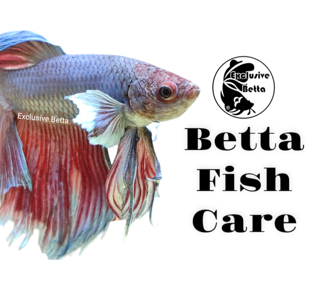 Betta fighting fish care best sale