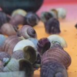 Assorted Colour Mystery Snail