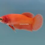 Plakat Super Orange (F)