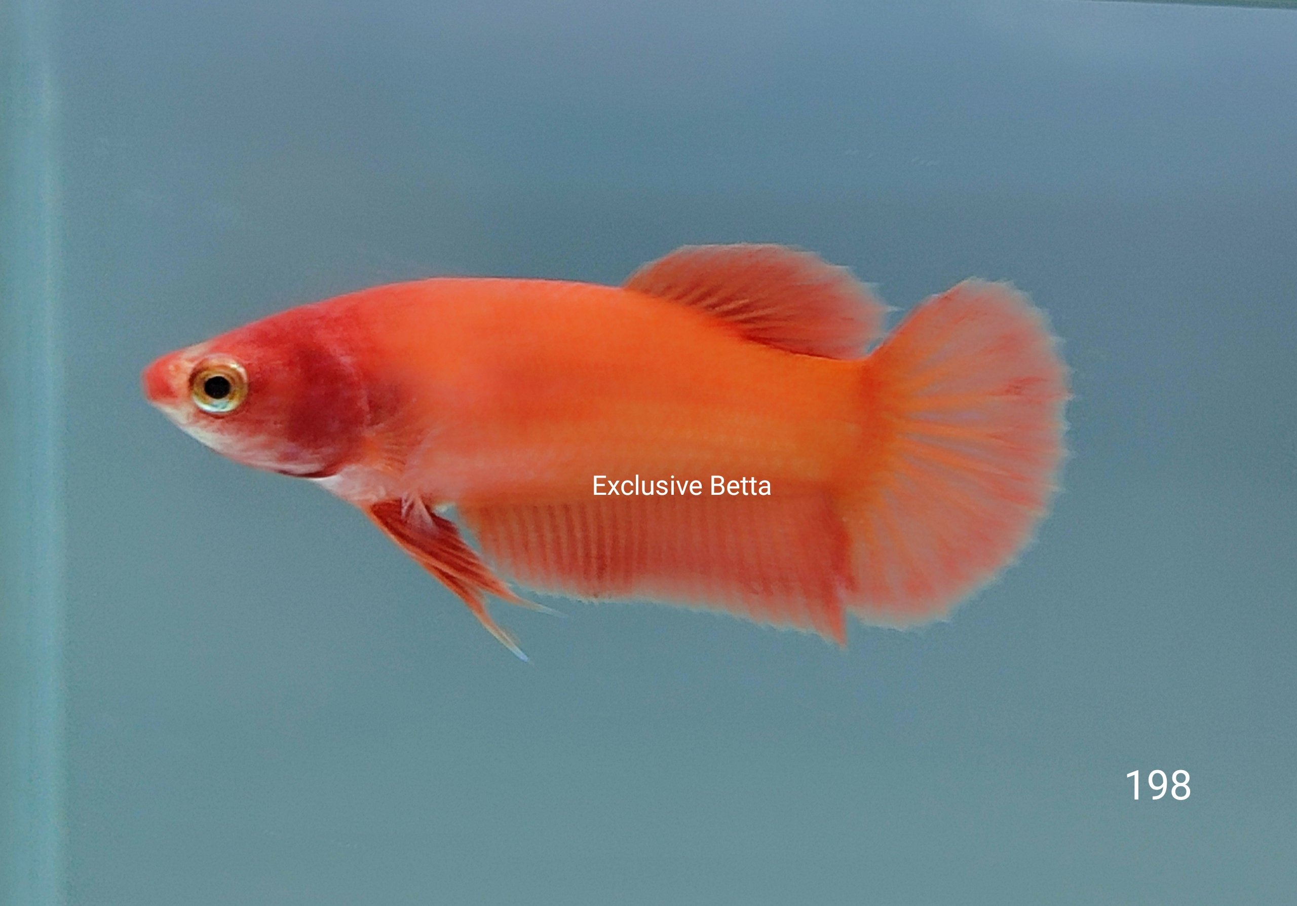 1000191989.jpg Plakat Super Orange (F) - Image 1