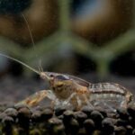 Mexican Dwarf Crayfish