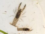 Mexican Dwarf Crayfish - Image 2