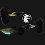 Black Metal Snakeskin Guppy Trio