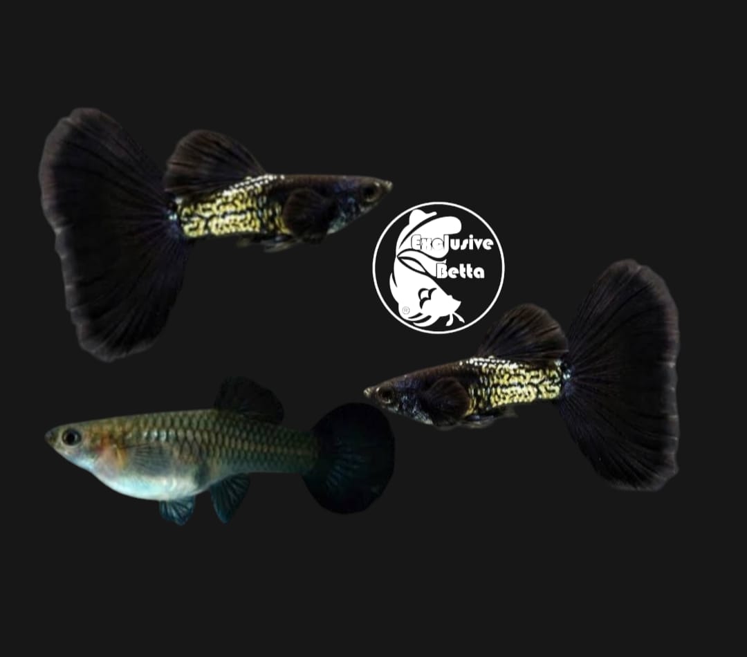 Black Metal Snakeskin Black Metal Snakeskin Guppy Trio - Image 1