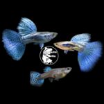 Blue Grass Guppy Pair - High Dorsal