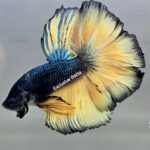 Halfmoon Mustard Gas (M)