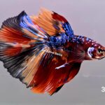 Halfmoon Koi (M)