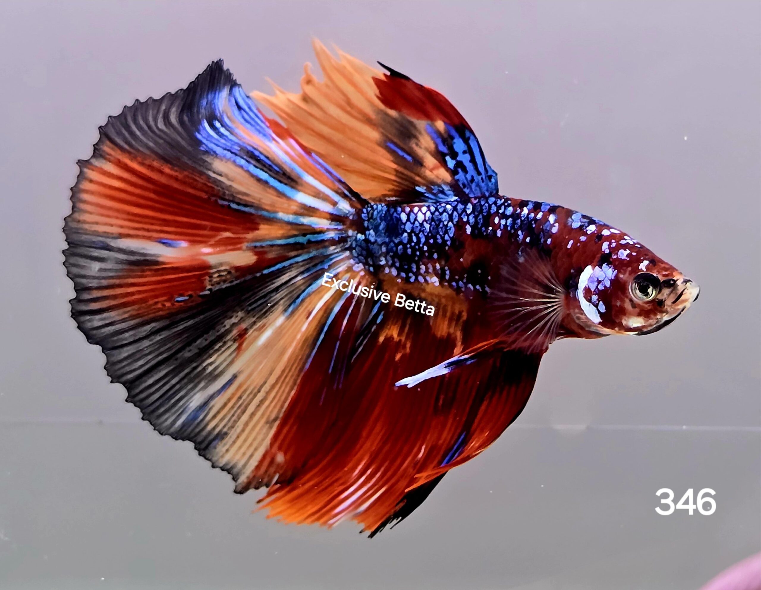 1000096014-scaled.jpg Halfmoon Koi (M) - Image 1