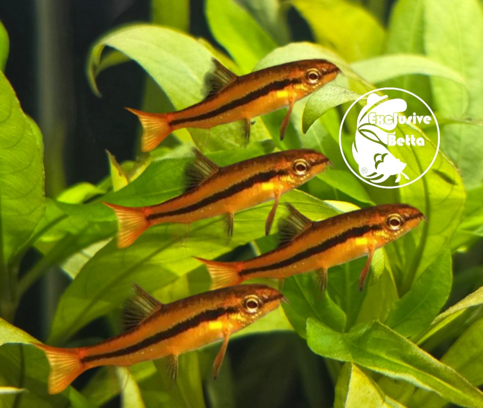 1000097276.jpg Rosy Loach - Image 1