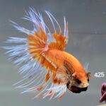 Crowntail (M)
