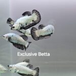 Plakat Black Dragon (F)