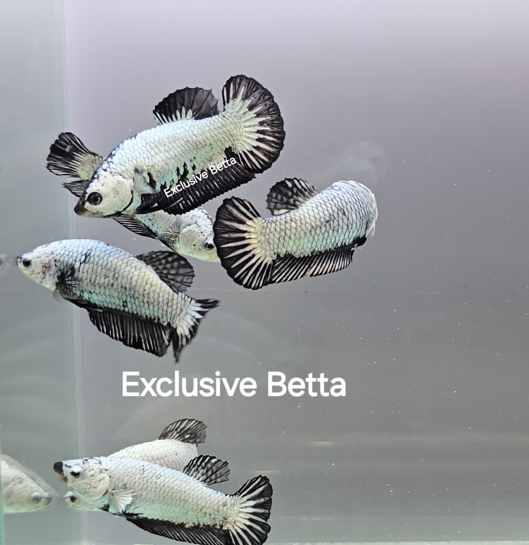 1000104057.jpg Plakat Black Dragon (F) - Image 1