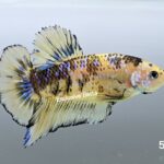 Plakat Giant Koi (M)