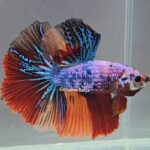 Halfmoon Koi (M)