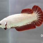 Plakat Red Dragon (F)