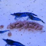 Blue Dream Shrimp X10